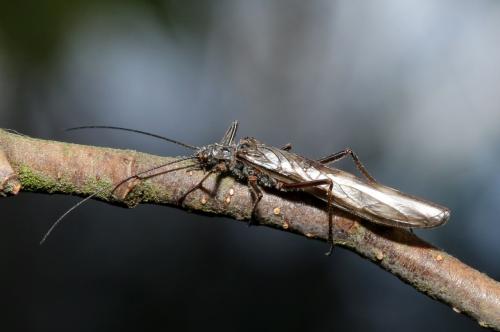 Réf. 199 598 : Taeniopteryx sp.